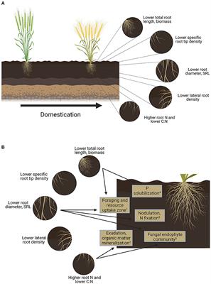 Crop Domestication, Root Trait Syndromes, and Soil Nutrient Acquisition in Organic Agroecosystems: A Systematic Review